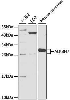 Western blot - ALKBH7 antibody (144-02331)