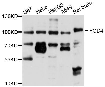 Western blot - FGD4 antibody (144-08596)