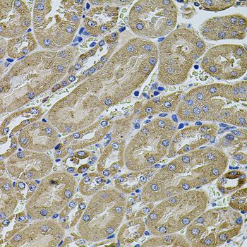 Immunohistochemistry - ANXA8L2 antibody (144-07641)
