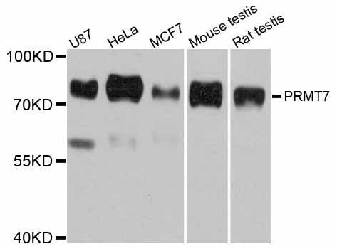 Western blot - PRMT7 antibody (144-012159)