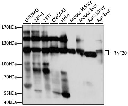 Western blot