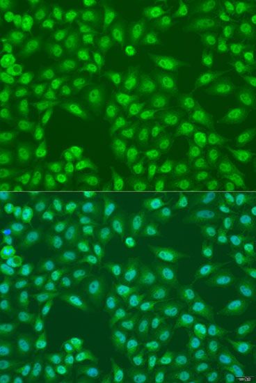 Immunofluorescence - COPS7A antibody (144-08212)