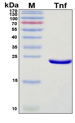 SDS-PAGE Image