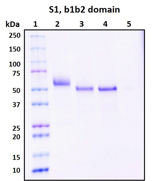 SDS-PAGE