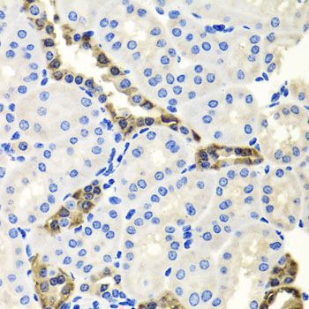 Immunohistochemistry - ENDOG Polyclonal Antibody (144-00604)