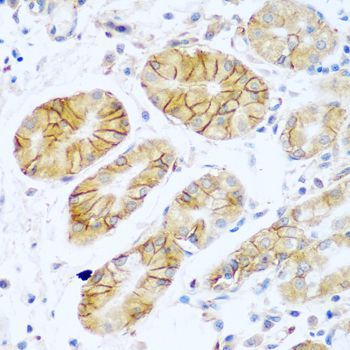 Immunohistochemistry - NCAM1 antibody (144-07913)