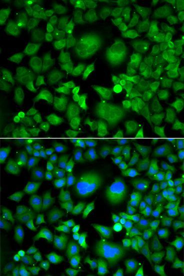 Immunofluorescence - UBE2H antibody (144-07344)