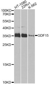 Western blot - GDF15 Polyclonal Antibody (144-00185)