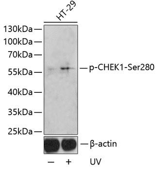 Western blot
