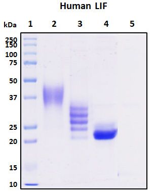 SDS-PAGE