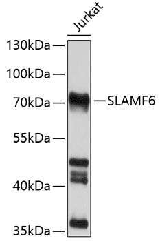 Western blot