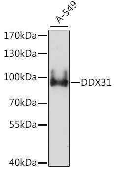 Western blot - DDX31 antibody (144-015892)