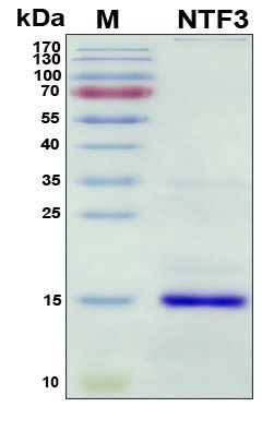 SDS-PAGE