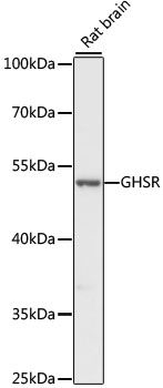 Western blot
