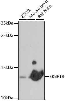 Western blot