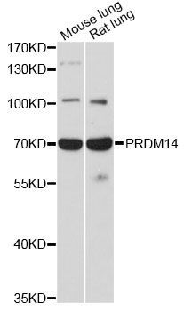 Western blot - PRDM14 antibody (144-60433)