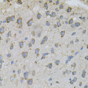 Immunohistochemistry - DBI Antibody (144-60267)