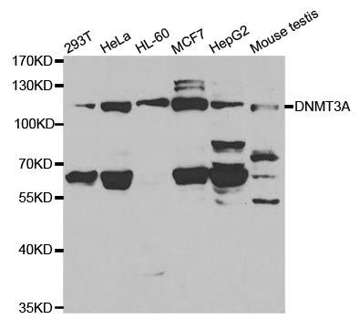 Western blot - DNMT3A antibody (144-02065)
