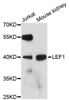 Western blot - LEF1 Polyclonal Antibody (144-60041)