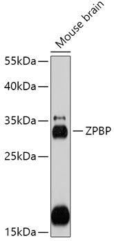 Western blot