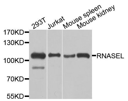 Western blot - RNASEL antibody (144-09840)