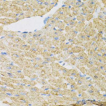 Immunohistochemistry - INPP5J Polyclonal Antibody (144-06631)