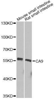 Western blot - CA9 Polyclonal Antibody (144-60443)