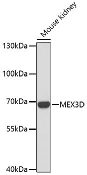Western blot
