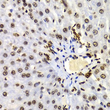 Immunohistochemistry - DiMethyl-Histone H3-K4 pAb (144-61340)