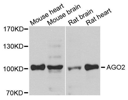 Western blot - AGO2 antibody (144-06023)