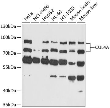 Western blot