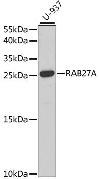 Western blot - [KO Validated] RAB27A Polyclonal Antibody (144-01934)