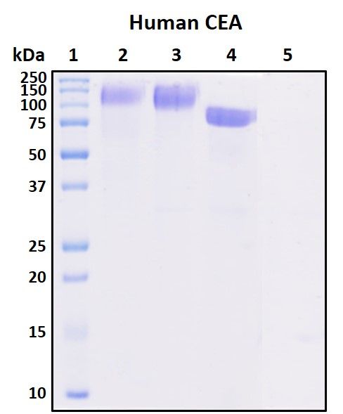 SDS-PAGE