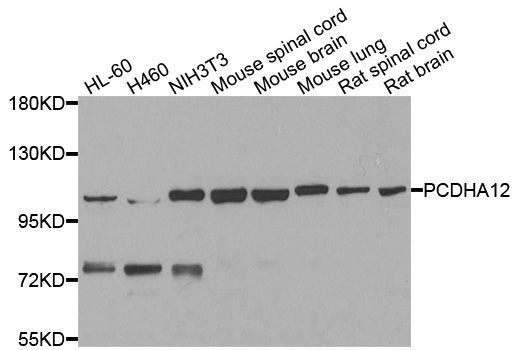 Western blot - PCDHA12 antibody (144-08501)