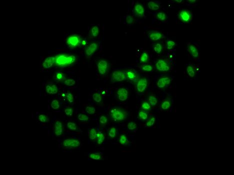 Immunofluorescence - PMS2 antibody (144-60442)