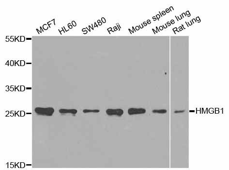 Western blot - HMGB1 Polyclonal Antibody (144-02553)
