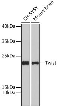 Western blot