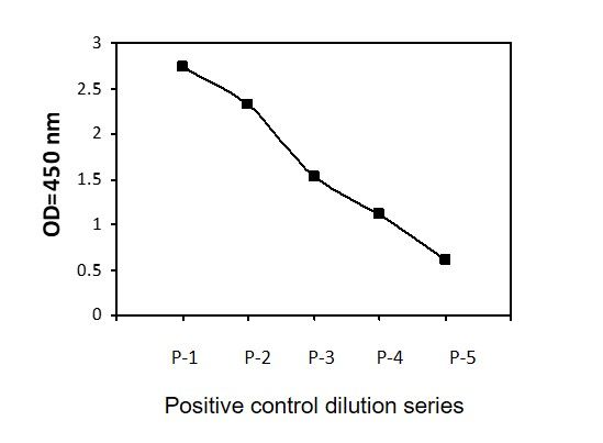 Beclin-1 (S234) - Positive Control