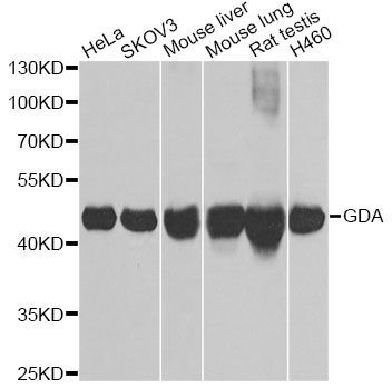 Western blot - GDA Polyclonal Antibody (144-06441)
