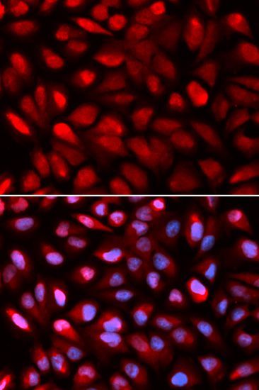 Immunofluorescence - PCBP2 antibody (144-02531)