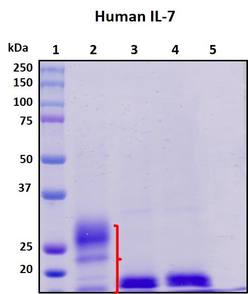 SDS-PAGE