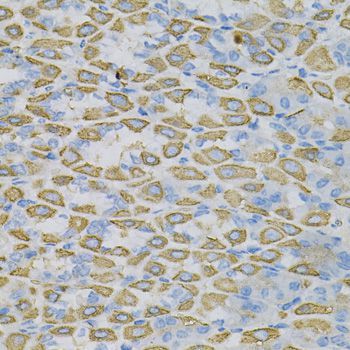 Immunohistochemistry - EFNA1 Polyclonal Antibody (144-05341)