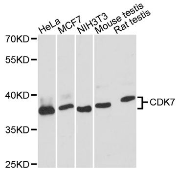 Western blot - CDK7 antibody (144-012942)
