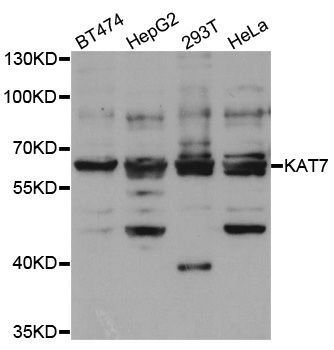 Western blot - KAT7 Polyclonal Antibody (144-05823)