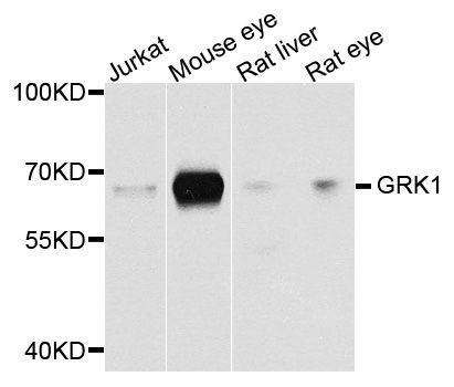 Western blot - GRK1 Polyclonal Antibody (144-02966)