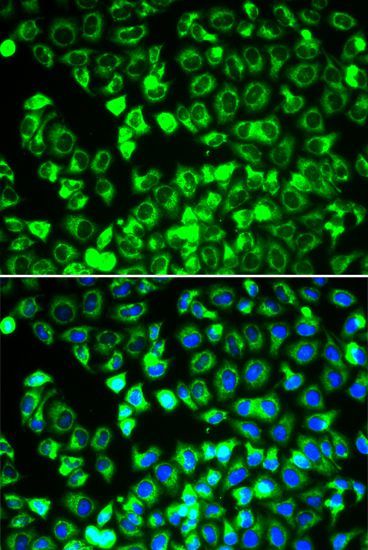 Immunofluorescence - DLD antibody (144-60270)