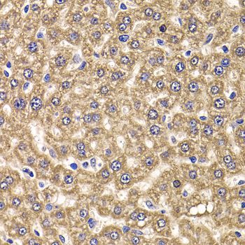 Immunohistochemistry - UBE2J2 antibody (144-07316)