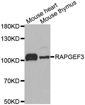 Western blot - RAPGEF3 antibody (144-02199)