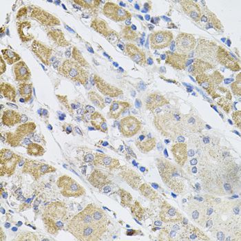 Immunohistochemistry - SDC2 antibody (144-01810)