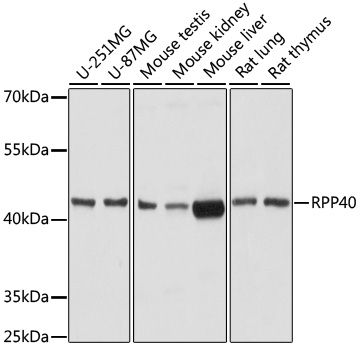 Western blot